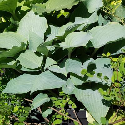 Hosta 'Theo's Blue'